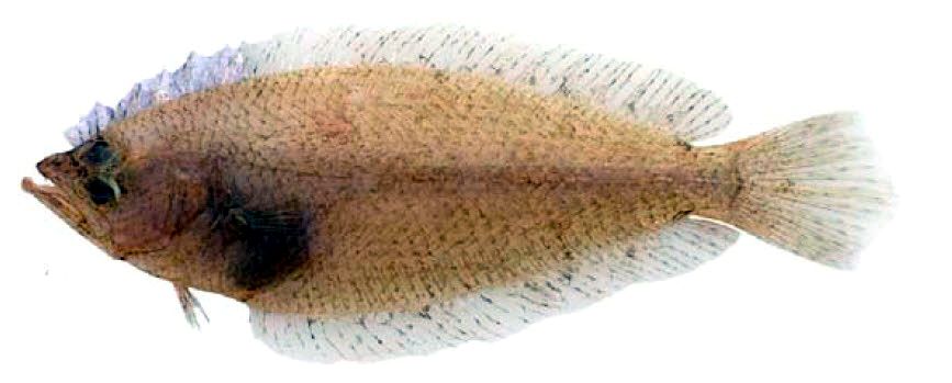 Citharus linguatula_02